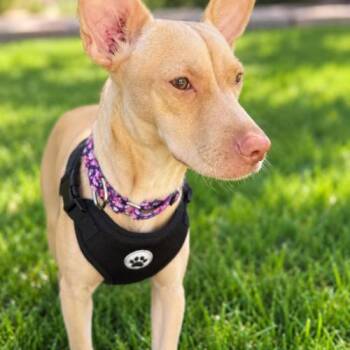 Peachy -  Chihuahua Dog for Adoption in Coachella, California - Peachy | PetCurious