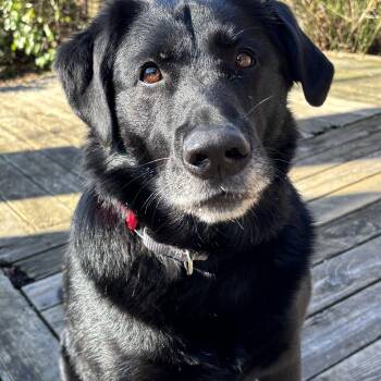 Black Labrador Retriever and Mixed Breed Dogs Available for Adoption in Toronto, Ontario - Luna | PetCurious