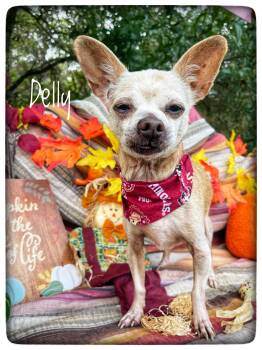 Delly -  Chihuahua Dog for Adoption in Sebring, Florida - Delly | PetCurious