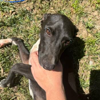 Beauty -  Mixed Breed Dog for Adoption in Columbus, Georgia - Beauty | PetCurious