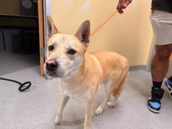 BRIOCHE -  Jindo Dog for Adoption in Tustin, California - BRIOCHE | PetCurious