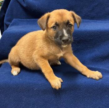 Rescue Black Mouth Cur and Mixed Breed Dogs for Adoption in Kemp, Texas - Autumn | PetCurious