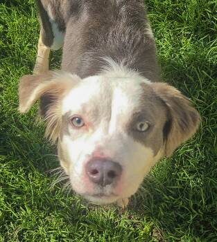 IZZY - Needs a foster/forever home -  Border Collie Dog for Adoption in Birmingham, Michigan - IZZY - Needs A Foster/forever Home | PetCurious
