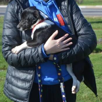 Parson Russell Terrier and Mixed Breed Dogs Available for Adoption in Elk Grove Village, Illinois - Rori | PetCurious