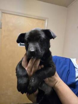 Labrador Retriever and Mixed Breed Dogs Available for Adoption in Roseville, California - Ana | PetCurious