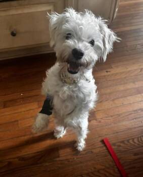 Sugar bear -  Maltese and Mixed Breed Dog for Adoption in Lawrenceville, Georgia - Sugar Bear | PetCurious