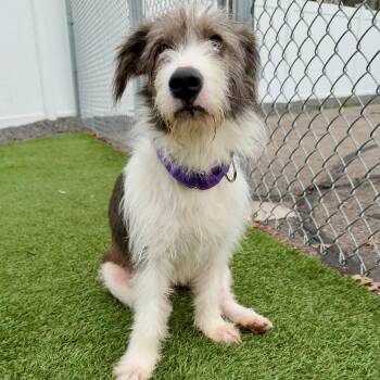 MIA -  Mixed Breed Dog for Adoption in Cranston, Rhode Island - MIA | PetCurious
