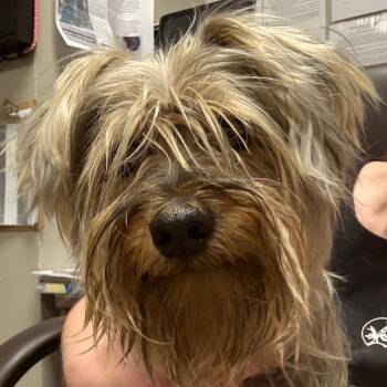 Gia -  Yorkshire Terrier Dog for Adoption in Yuma, Arizona - Gia | PetCurious