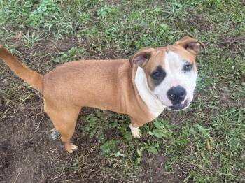 Rescue Pit Bull Terrier Dogs for Adoption in Burlington, New Jersey - Travis | PetCurious