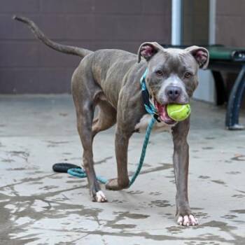 Mixed Breed Dogs Available for Adoption in Chamblee, Georgia - Bao Bun | PetCurious