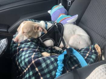 Chihuahua Dogs Available for Adoption in Douglas, Georgia - Blue | PetCurious