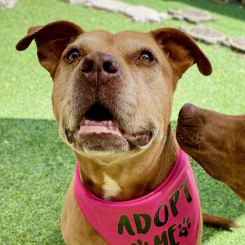BROWNIE -  American Staffordshire Terrier Dog for Adoption in Largo, Florida - BROWNIE | PetCurious