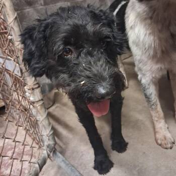 Salami -  Mixed Breed Dog for Adoption in Pauls Valley, Oklahoma - Salami | PetCurious