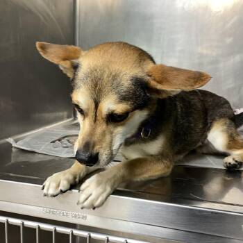 Goober -  Mixed Breed Dog for Adoption in Philadelphia, Pennsylvania - Goober | PetCurious