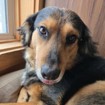 Zoya -  Mixed Breed Dog for Adoption in Otisfield, Maine - Zoya | PetCurious