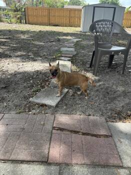 Chihuahua Dogs Available for Adoption in Orlando, Florida - Vida | PetCurious