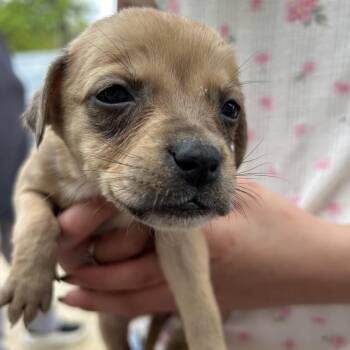 Shepherd Dogs Available for Adoption in San Antonio, Texas - Minnie | PetCurious