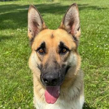 Rescue German Shepherd Dog Dogs for Adoption in Auburn, Nebraska - Parker | PetCurious