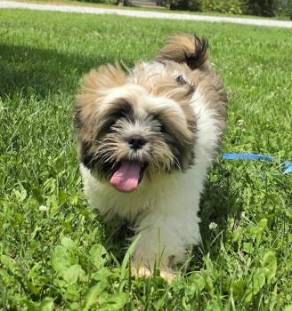 Scooter -  Lhasa Apso Dog for Adoption in Terre Haute, Indiana - Scooter | PetCurious