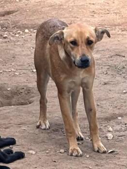 Cricket -  Labrador Retriever Dog for Adoption in Mobile, Alabama - Cricket | PetCurious