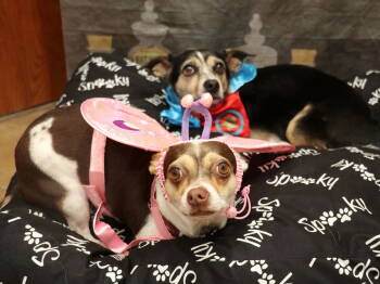 Rescue Chihuahua Dogs for Adoption in Apple Valley, California - Remi (bonded With Harley) | PetCurious