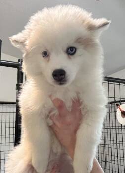 Pomeranian and Husky Dogs Available for Adoption - Kourtney | PetCurious