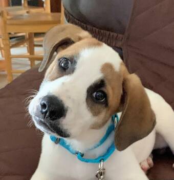 Silas Surprise - LOCAL PUP -  Hound and Great Pyrenees Dog for Adoption in Andover, Massachusetts - Silas Surprise - LOCAL PUP | PetCurious