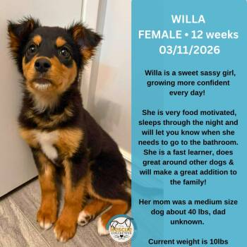 Mixed Breed Dogs Available for Adoption - Willa | PetCurious