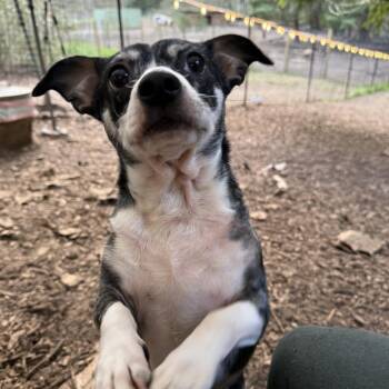 Chihuahua Dogs Available for Adoption in Graham, Washington - CW | PetCurious