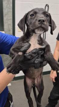 MCINTOSH -  Labrador Retriever and Mixed Breed Dog for Adoption in Corpus Christi, Texas - MCINTOSH | PetCurious