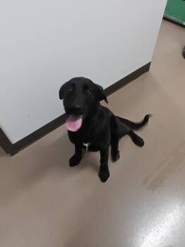CoKeta -  Labrador Retriever Dog for Adoption in Springfield, Tennessee - CoKeta | PetCurious