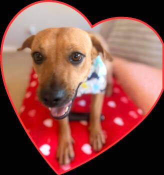 Terrier and Labrador Retriever Dogs Available for Adoption in Corsicana, Texas - Lexus | PetCurious