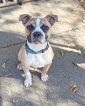 Rufus -  Boston Terrier and Boxer Dog for Adoption in Novato, California - Rufus | PetCurious