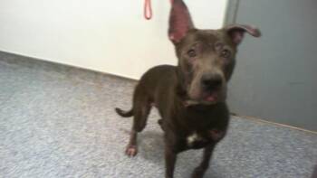 SKY -  Pit Bull Terrier and Mixed Breed Dog for Adoption in Charlotte, North Carolina - SKY | PetCurious