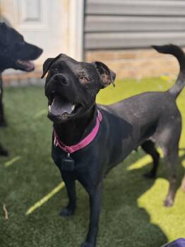Licorice -  Labrador Retriever Dog for Adoption in Mt. Juliet, Tennessee - Licorice | PetCurious