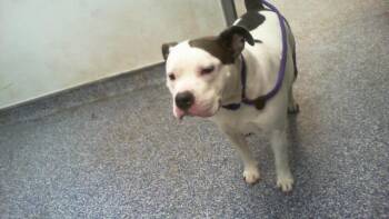 BELLA HONEY -  Pit Bull Terrier Dog for Adoption in Charlotte, North Carolina - BELLA HONEY | PetCurious