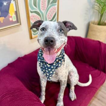 Jubilee Jamboree Sweet Honey Bee -  Pit Bull Terrier and Pointer Dog for Adoption in Friendswood, Texas - Jubilee Jamboree Sweet Honey Bee | PetCurious