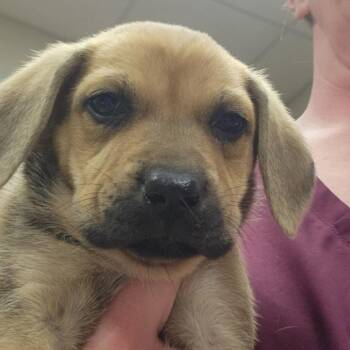 Rumi -  Australian Shepherd and Mixed Breed Dog for Adoption in West Point, Mississippi - Rumi | PetCurious