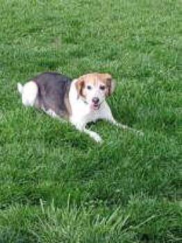 Beagle Dogs Available for Adoption in Newport, Kentucky - Jackson Belleville | PetCurious