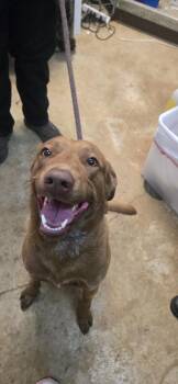 Labrador Retriever Dogs Available for Adoption in New Braunfels, Texas - Mr. Barksley | PetCurious