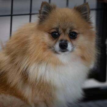 Juno (AG26-14) -  Pomeranian Dog for Adoption in Peyton, Colorado - Juno (AG26-14) | PetCurious