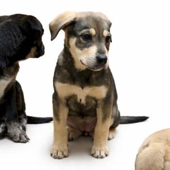 Mixed Breed Dogs Available for Adoption in Cumming, Georgia - Avery 22257 | PetCurious