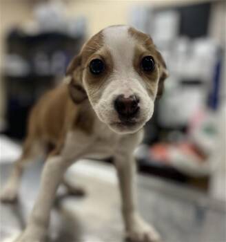 Beagle and Labrador Retriever Dogs Available for Adoption - COCO CHANEL | PetCurious