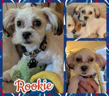 Rookie -  Maltipoo Dog for Adoption in Ringwood, New Jersey - Rookie | PetCurious