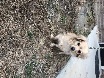 Chihuahua Dogs Available for Adoption - Duke | PetCurious