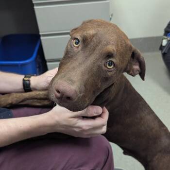 CHOCO TACO -  Labrador Retriever and Doberman Pinscher Dog for Adoption in Las Vegas, Nevada - CHOCO TACO | PetCurious