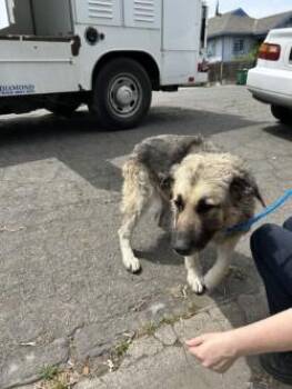German Shepherd Dog Dogs Available for Adoption in Stockton, California - FABLE | PetCurious