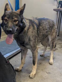 LAKOTA -  German Shepherd Dog and Mixed Breed Dog for Adoption in Camarillo, California - LAKOTA | PetCurious