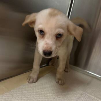 Cotton -  Mixed Breed Dog for Adoption in Columbus, Georgia - Cotton | PetCurious