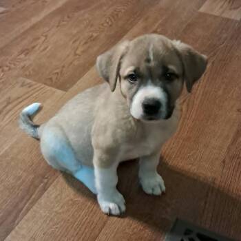 Shepherd and Boxer Dogs Available for Adoption in Austin, Texas - Oahu JuM | PetCurious